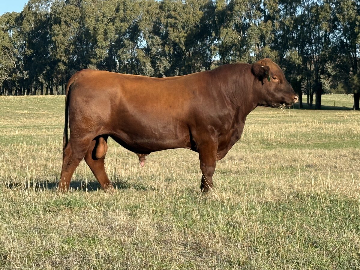 5MU83 — Angus composite sire