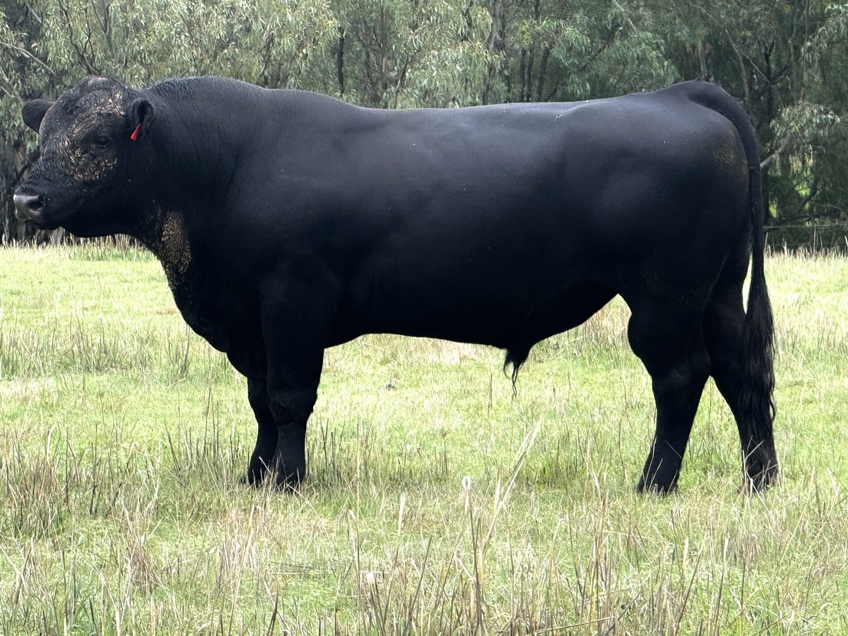 CC22T16 — Angus sire
