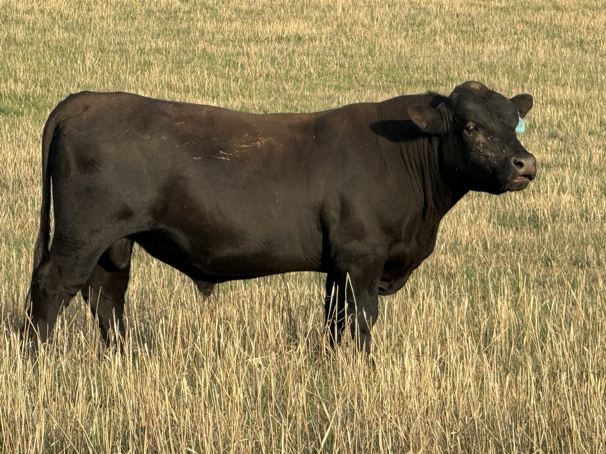 CC23U3 — Angus sire