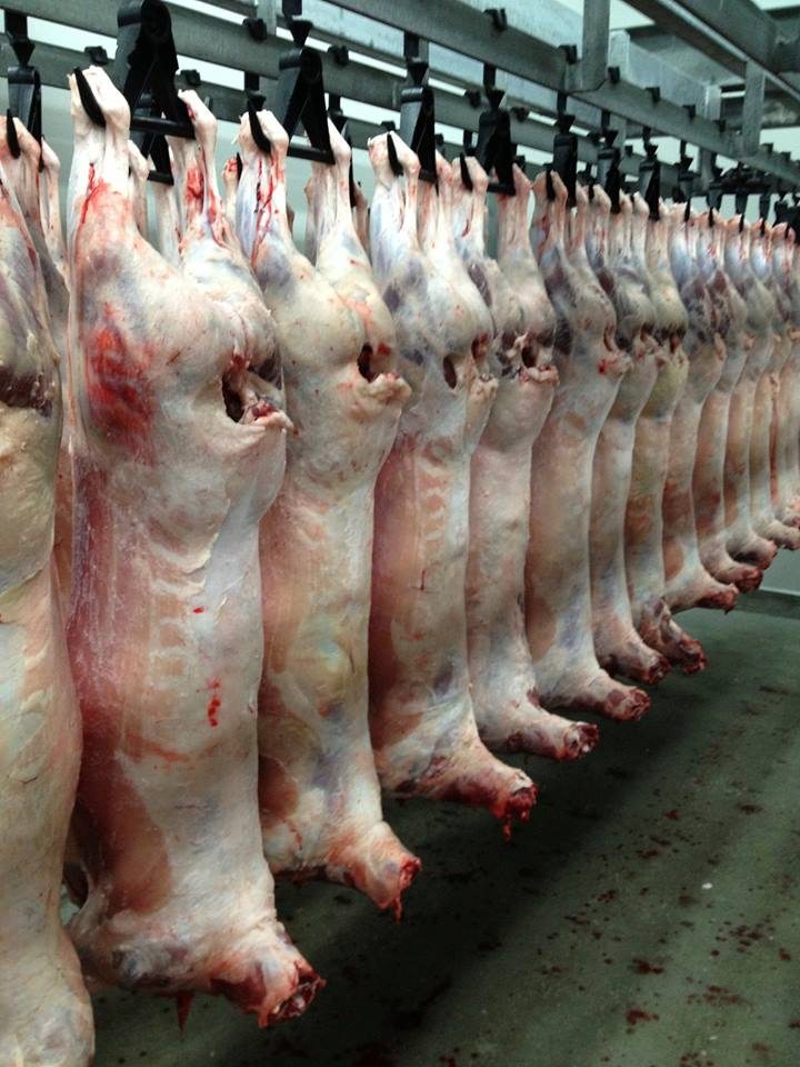 Lamb carcases on the rail — endpoint measurement