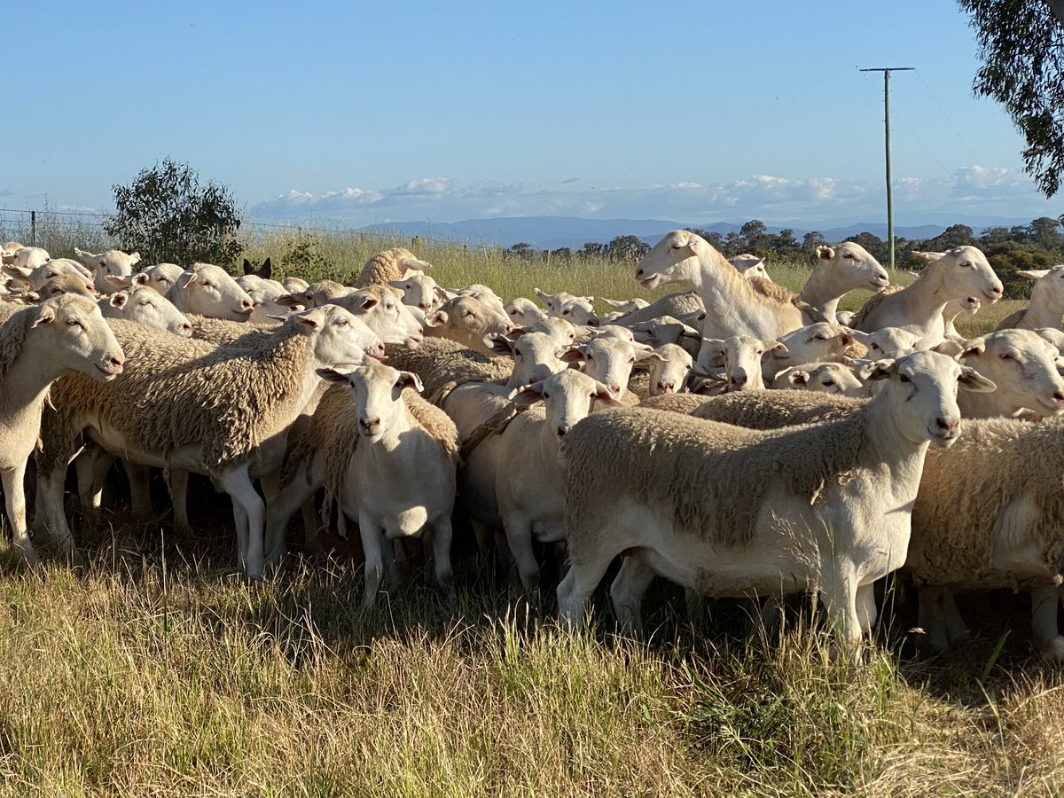 Catalyst shedding sheep — phenotypic variation visible