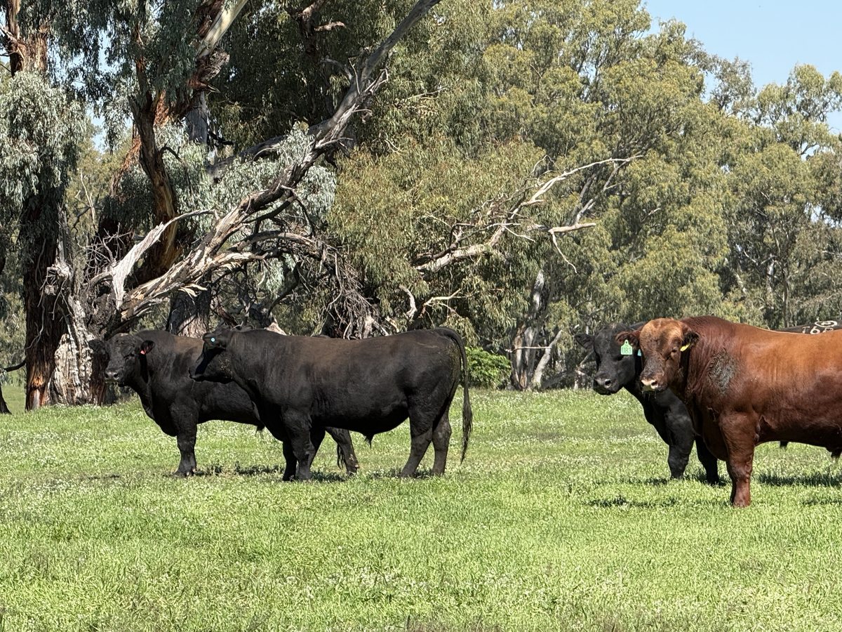 Angus and composite bulls — progeny testing