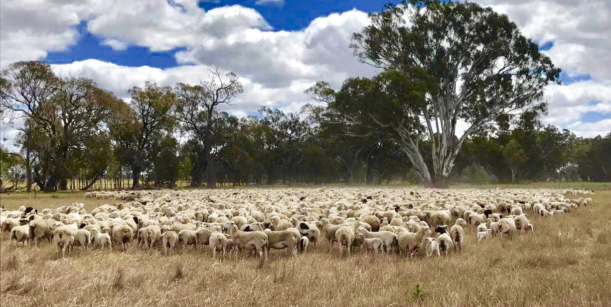 Livestock at Clear Creek, Byawatha